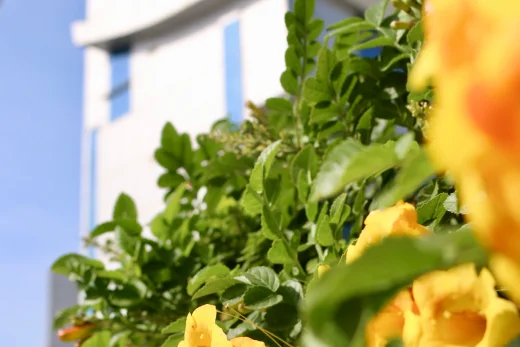 A vibrant yellow flower blooming beautifully on the AUK campus, representing its lush and welcoming environment.